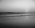 Seagulls in the dawn in the beach Royalty Free Stock Photo