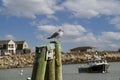 Seagulls  day at the peir Royalty Free Stock Photo