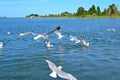 Seagulls - Delta Del Po - Italy Royalty Free Stock Photo