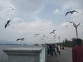 Seagulls in Dianchi Lake, Kunming, Yunnan