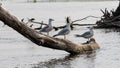 Seagulls on Driftwood in Serene River Royalty Free Stock Photo