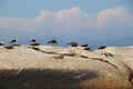 Seagulls, ducks and a spectacled penguin take a rest on a rock by the sea. South Africa.