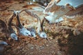 Seagulls eating Royalty Free Stock Photo