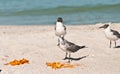 Seagulls Eating Diorite Chips On A Tropical, Sandy Beach