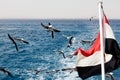 Seagulls and egypt flag