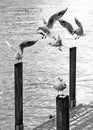 Seagulls on the embankment of Limmat river, Zurich, Switzerland Royalty Free Stock Photo