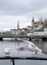 Seagulls on the embankment of Limmat river, Zurich, Switzerland Royalty Free Stock Photo