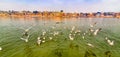 Seagulls enjoying their stroll on the banks of Ganges/ Ganga river in Varanasi, India Royalty Free Stock Photo