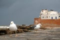 Seagulls in Essaouira