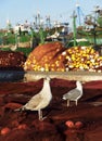 Seagulls in Essaouira