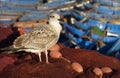 Seagulls in Essaouira