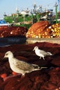 Seagulls in Essaouira