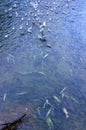 Seagulls feasting on the Chum Salmon spawn, Qualicum Beach, BC Royalty Free Stock Photo