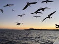 Seagulls fed on the Bosphorus
