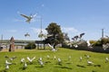 Seagulls feeding Royalty Free Stock Photo