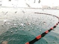 Seagulls feeding beautiful view on sea