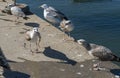 Seagulls feeding on fish Royalty Free Stock Photo