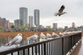 Seagulls on a fence Royalty Free Stock Photo