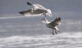 Seagulls fight