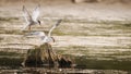 2 seagulls fight