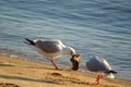 Seagulls Fight Over Food