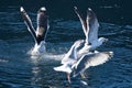 Seagulls fight over food in Norway. Water drops splash. Feeding envy among seabirds