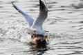 Seagulls fighting for food with a mallard duck mal Royalty Free Stock Photo