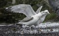 Seagulls fighting on ground Royalty Free Stock Photo