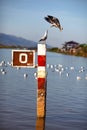 Seagulls fighting inflight on a pole in harbor