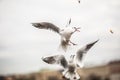 Seagulls fighting over food in the air in the city