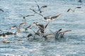 Seagulls fighting over food at sea.. Royalty Free Stock Photo