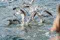 Seagulls fighting over food at sea.. Royalty Free Stock Photo
