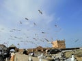 Seagulls fill the sky of the port of the Moroccan city of Essaouira.