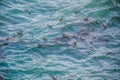 Seagulls finding its fish and prey in the sea