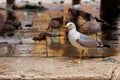 Seagulls with fish fin on the fish Rialto Market in Venice, italy Royalty Free Stock Photo