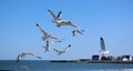 Seagulls in flight above Revere Beach, MA