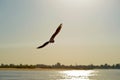 Seagulls in flight on against the blue sky and coastline Royalty Free Stock Photo