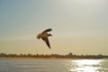 Seagulls in flight on against the blue sky and coastline Royalty Free Stock Photo