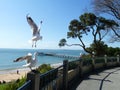 Seagulls in flight