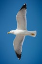 Seagulls perfect posing wings