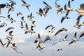 Seagulls on the flight Royalty Free Stock Photo