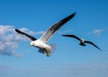 Seagulls in flight