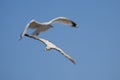 Seagulls in flight over blue sky Royalty Free Stock Photo