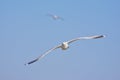 Seagulls in flight over blue sky Royalty Free Stock Photo