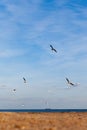 Seagulls in flight over the winter sea Royalty Free Stock Photo