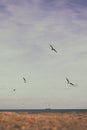 Seagulls in flight over the winter sea Royalty Free Stock Photo
