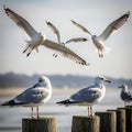 Seagulls in flight and perched on pilings by the water Royalty Free Stock Photo