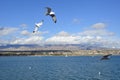 Seagulls In Flight