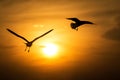 Seagulls in flight silhouetted against sunset. Royalty Free Stock Photo