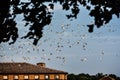 Seagulls in Flight and Sitting on Roof Royalty Free Stock Photo